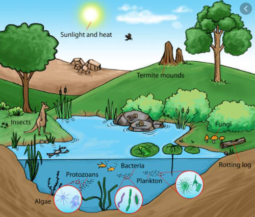 NCERT Solutions Class 7 Social Science Geography Chapter 1: Environment : Forest Ecosystem