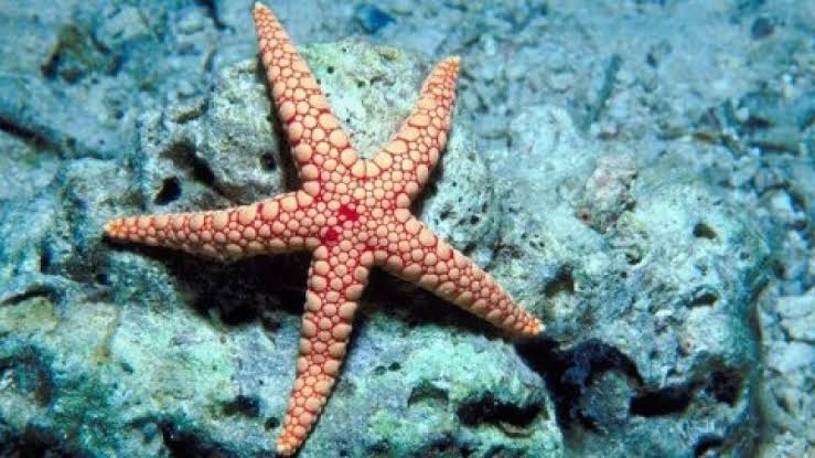 NCERT Solutions For Class 7 Science Nutrition In Animals Starfish