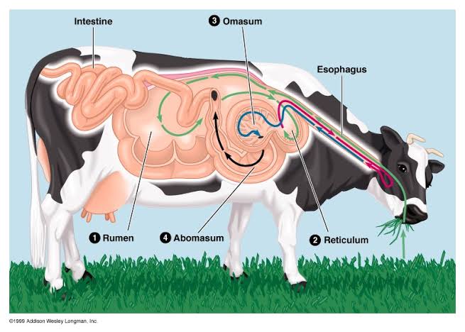 NCERT Solutions For Class 7 Science Nutrition In Animals Ruminant's Digestive Tract