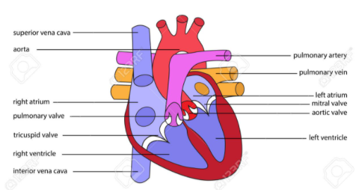 Life Processes Class 10 Notes Science Chapter 6 : The heart