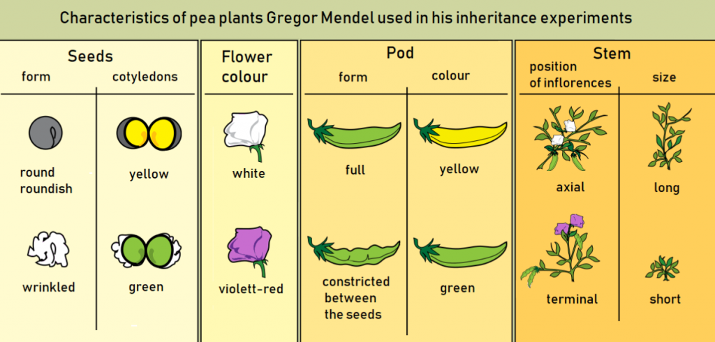 Mendel's experiment : Heredity and Evolution Class 10 Notes
