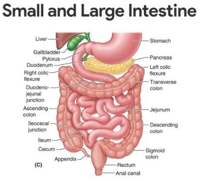 Life Processes Class 10 Notes Science Chapter 6 : Intestines