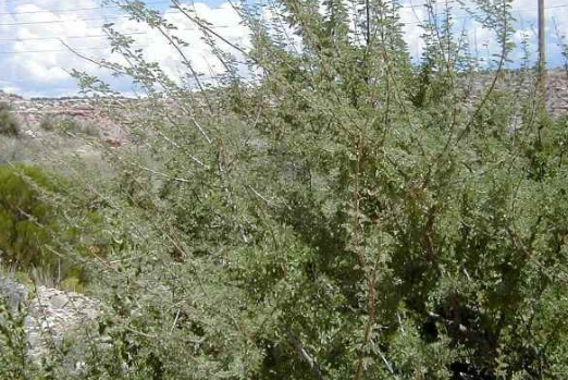 NCERT Solutions for Class 7 Social Science Geography Chapter 6 : 3. Thorny bushes