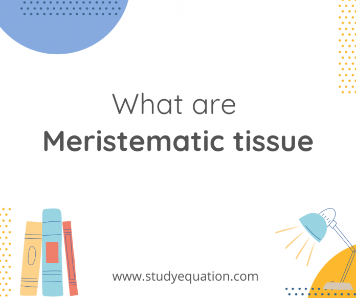 What are meristematic tissue