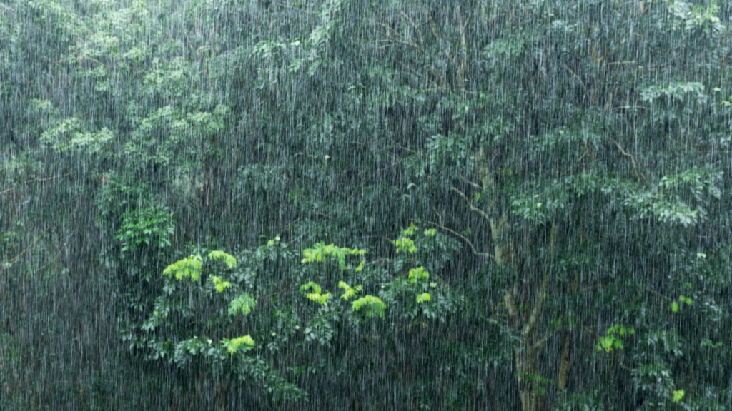 Essay on Rainy season In 100 Words