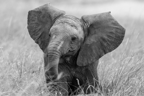 Short Essay On Elephant