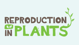 NCERT Class 7 Science Chapter 12 Reproduction in Plants