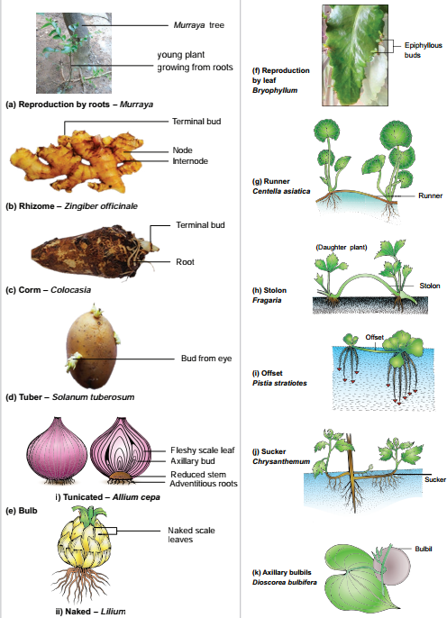 NCERT Class 7 Science Chapter 12 Reproduction in Plants