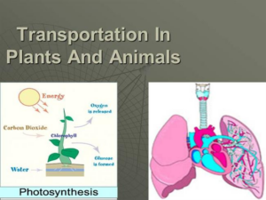 NCERT Class 7 Science Chapter 11 Transportation in Animals and Plants