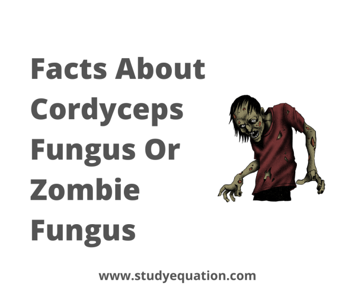 Facts About Cordyceps Fungus Or Zombie Fungus