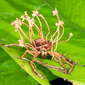 Cordyceps fungus on spider